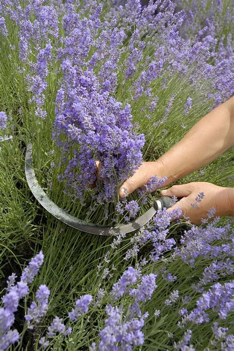 Anbau Und Pflege Von Lavendel